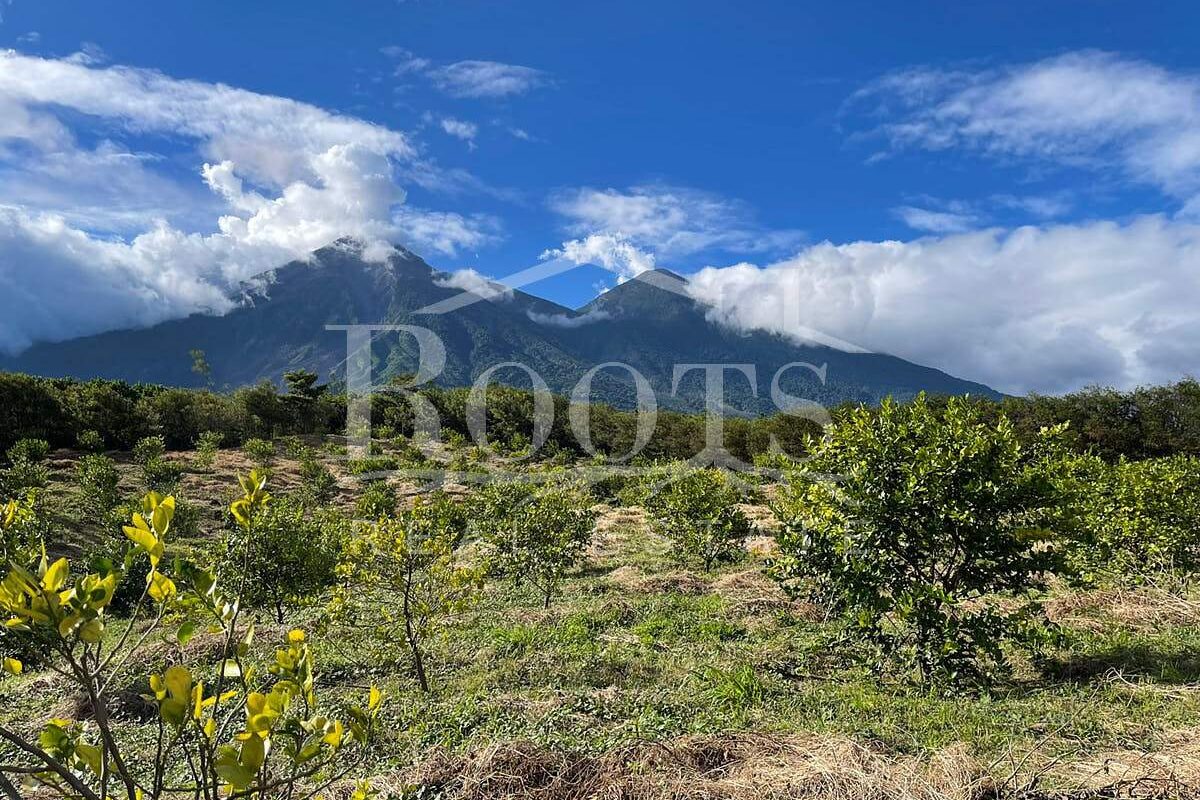 finca cafetalera venta san juan alotenango roots real estate guatemala